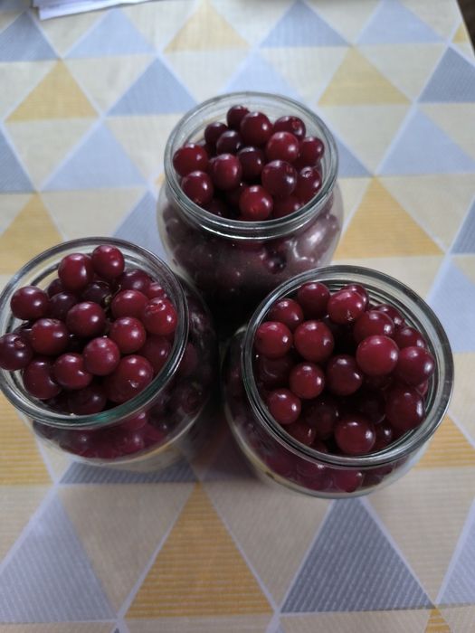 продам саженцы вишни.