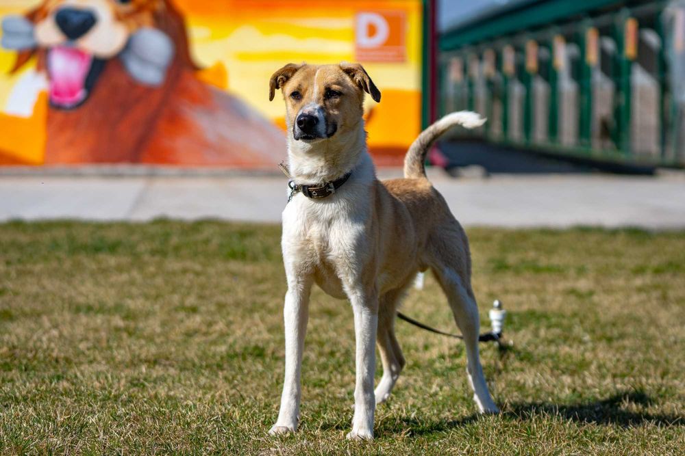 Собака (4 года) в добрые руки