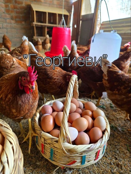 Продавам кокошки носачки ломан браун