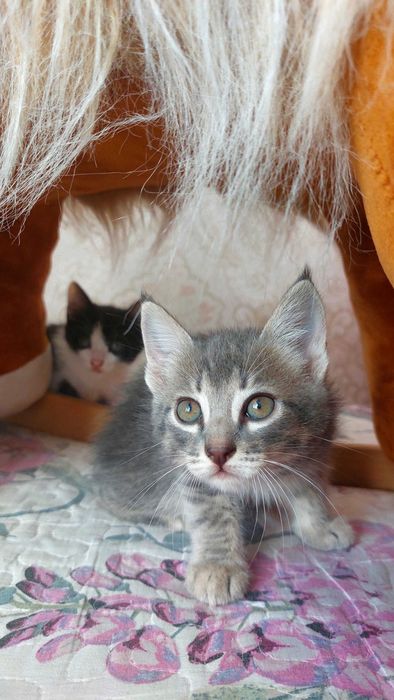 Котята в добрые руки