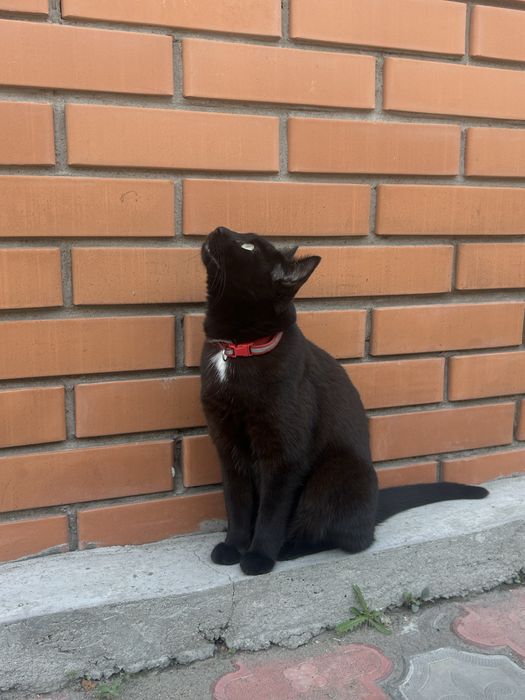 Пропала кошка черная