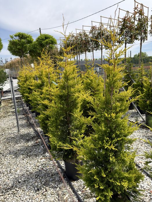Leylandii Gold Rider 160 - 450 cm conifer auriu gard viu pret de la 200 lei