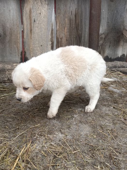 ЩЕНОК МАЛЬЧИК!  Бесплатно!