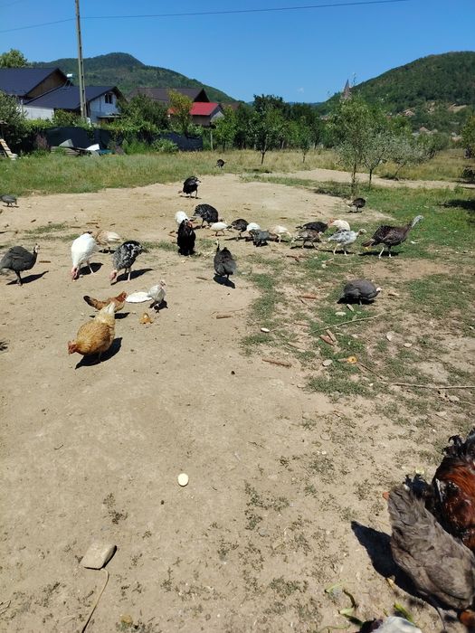 Pui de curcă crescuți în libertate