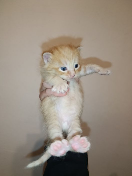 Отдам котят даром