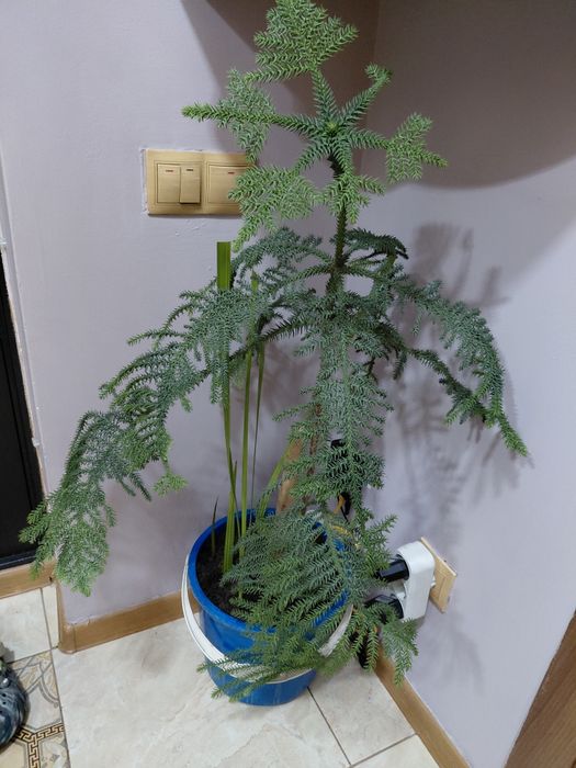 Комнатные растения