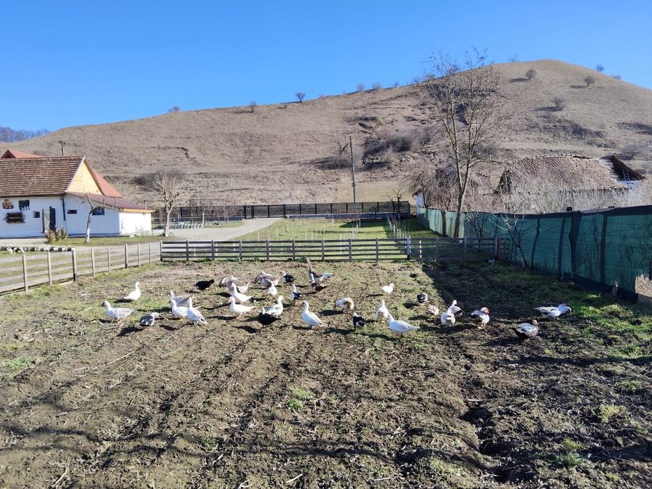 Vând rațe și rățoi