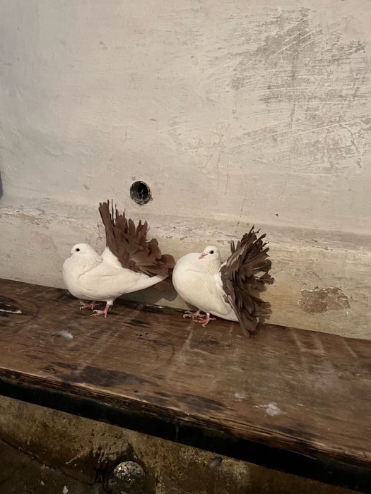 Продам голубей павлинов