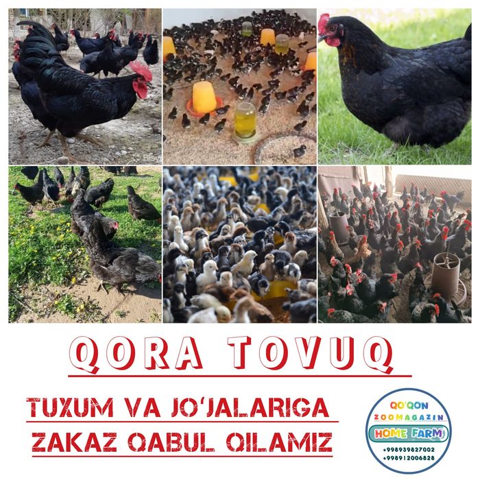 Qora tovuq joʻjalariga zakaz olamiz 6000 soʻmdan