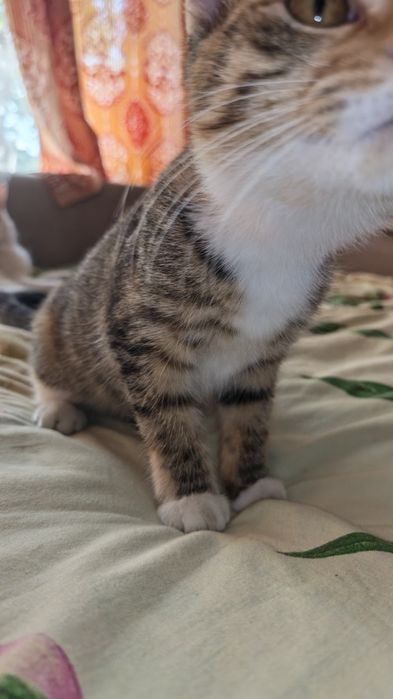 Отдам котенка в добрые руки