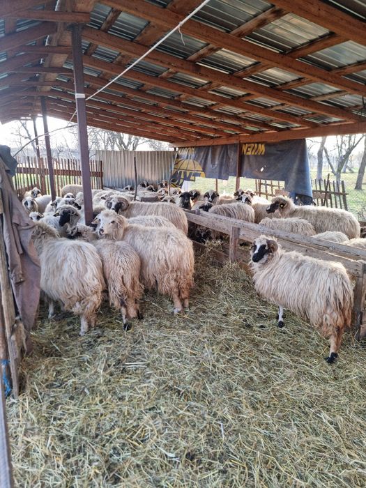 Oi cu miei de vanzare