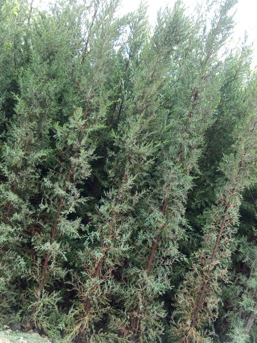 Joyidan kovlab beriladi