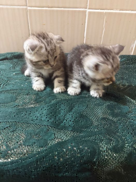 Вислоухие котята