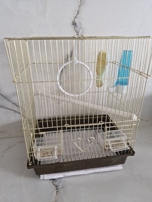 Продаётся попугай корелла с комплектом для содержания