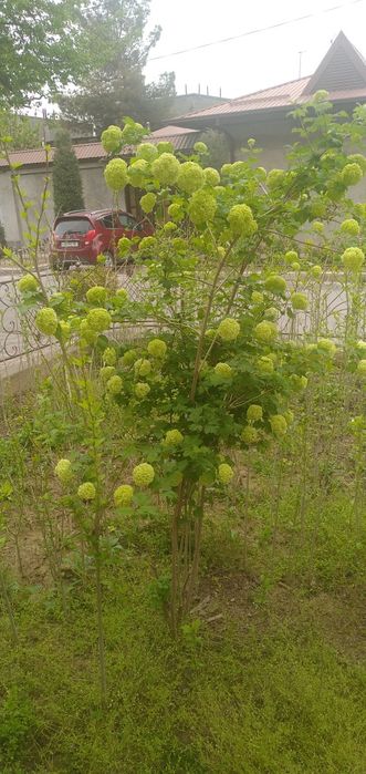 Бульдонеш.      вюшая р о за   .ПовлоняШтампова роза.    Инд ийский.Си