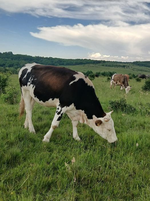 Vacii de vânzare toate tinere