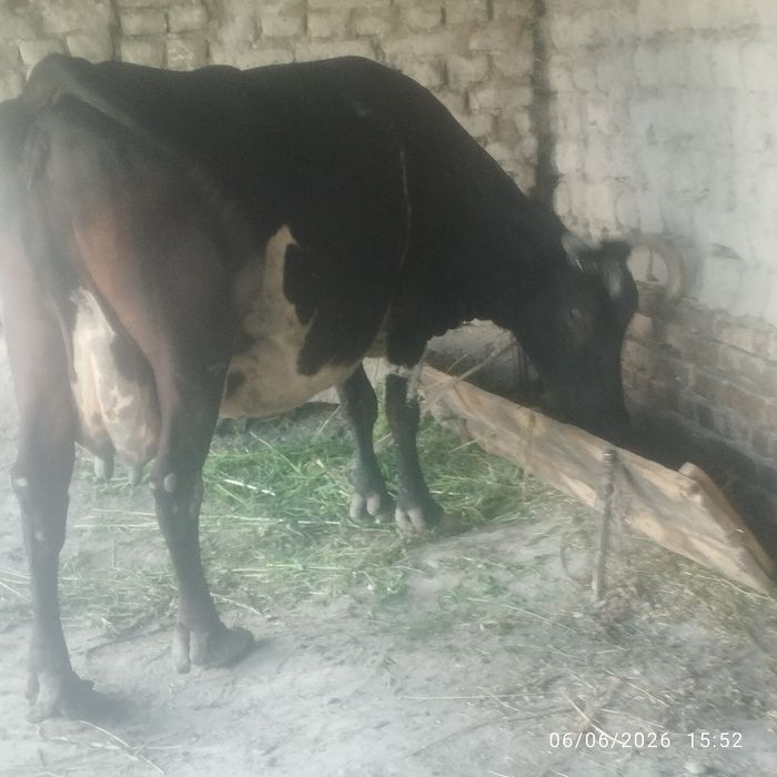Uy hayvonlari dehqonchilik