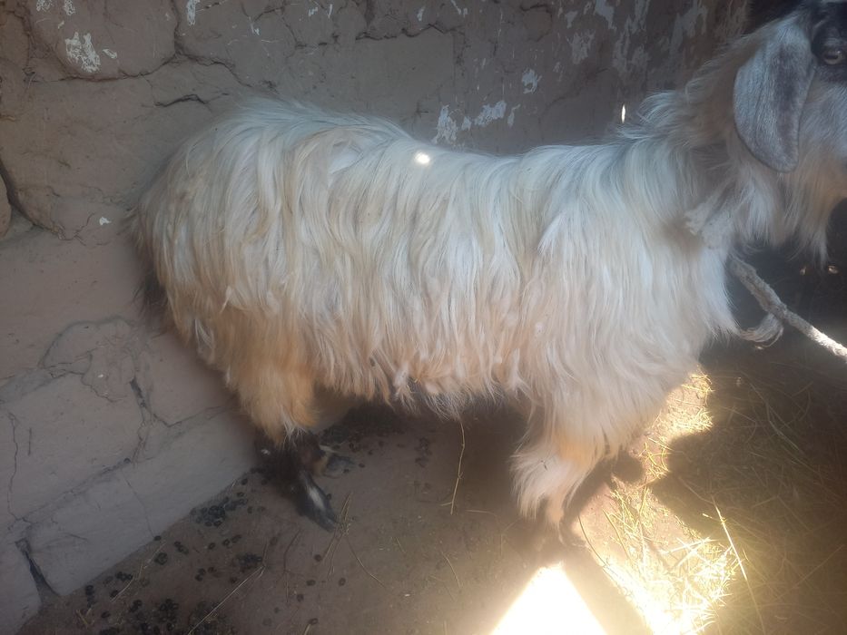 СРОЧНО!!! Продаётся Коза