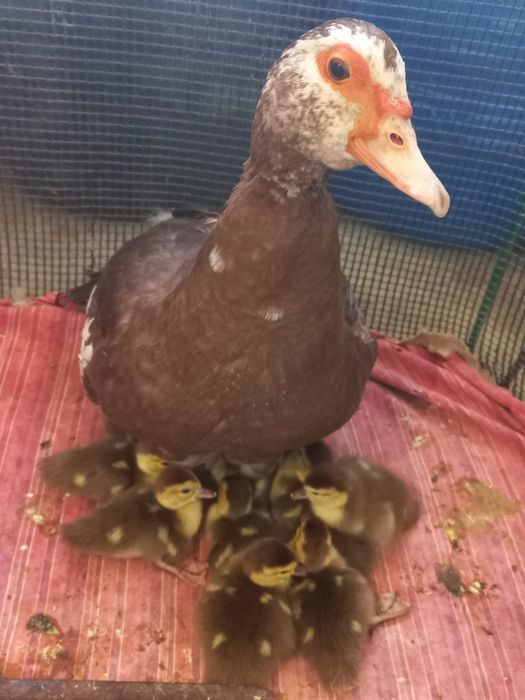 Индоутка . . .    .   .