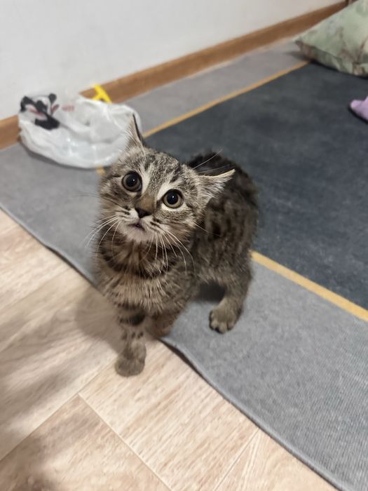 Мышық, Кот аты Мытық