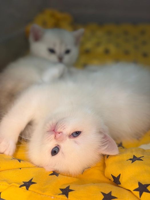 Продаются котята(в описание по подоробнее)