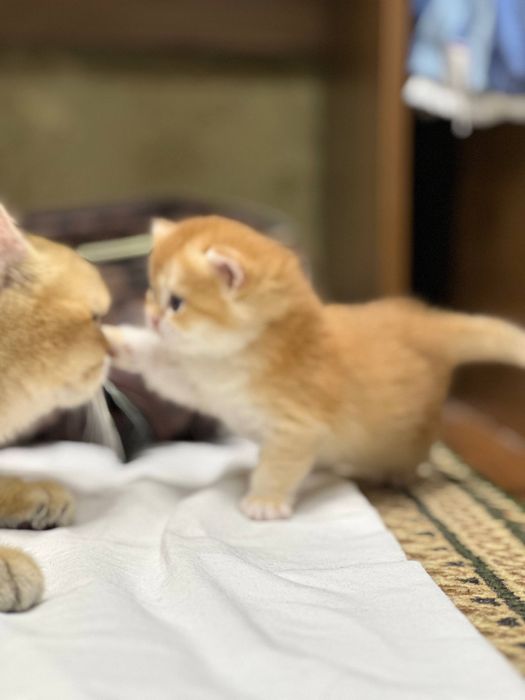 Золотая шиншилла Ny12 35 дней