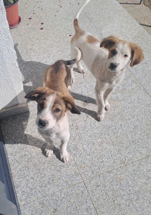 Adoptie cățeluși responsabilă