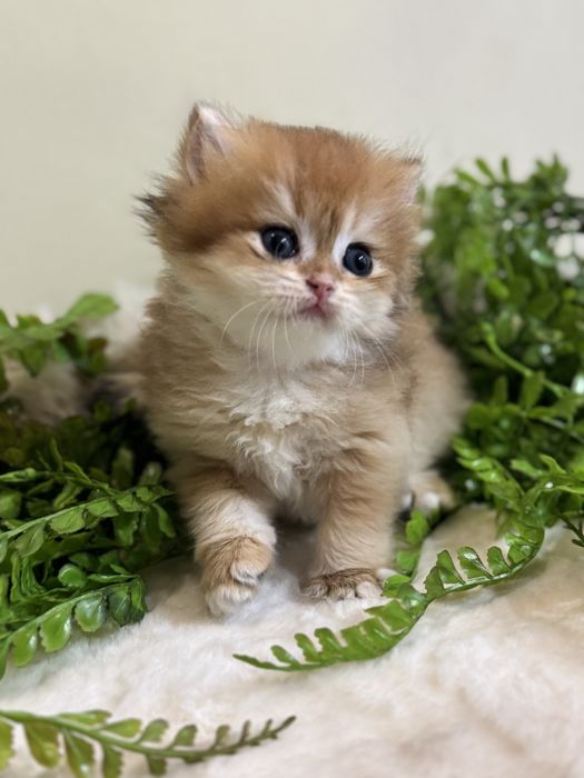 Продается котенок ny12