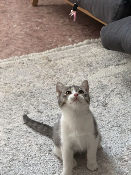 Отдам котёнка в хорошие руки!