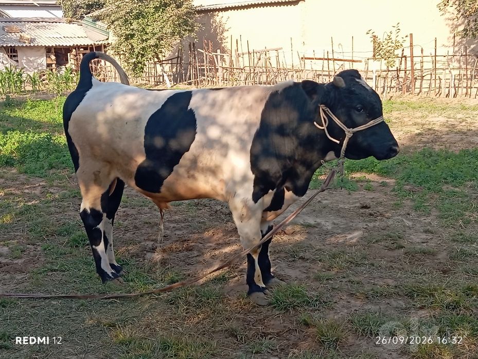 Buqalar sotiladi sifat narsalar