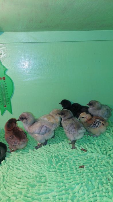 Циплята амераукана.