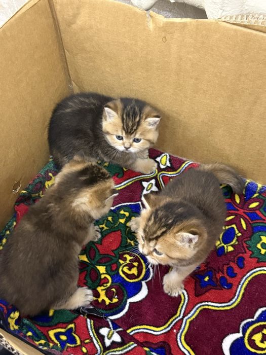 Scottish gold Straight