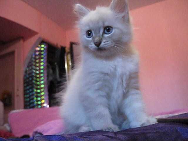 Порода: Невская Маскарадная, окрас Silver Point.