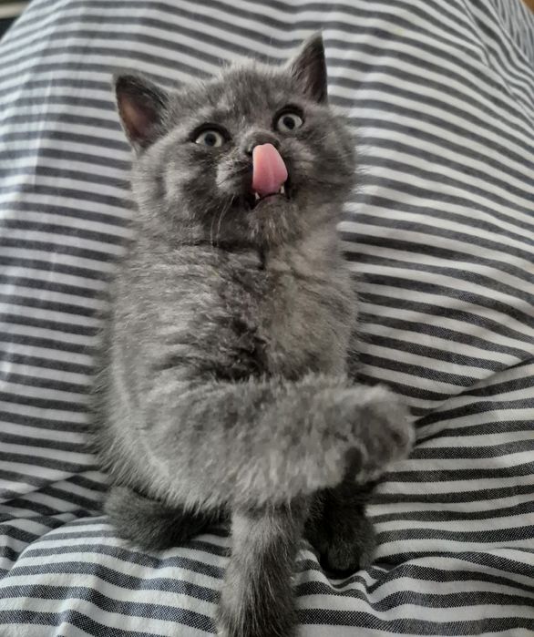 British Shorthair