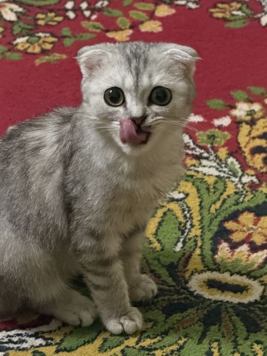 Кошка шотладская