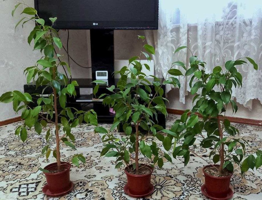 Фикус бенджамина (рост - 0,8 метр)