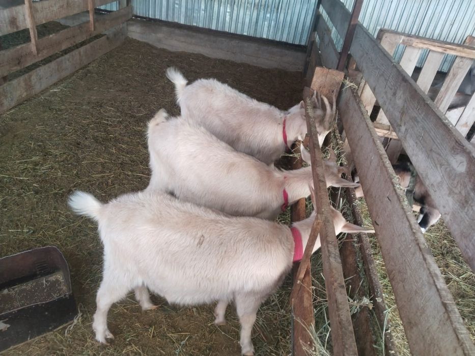 Бірінші тума альпи шыбыш сатылады