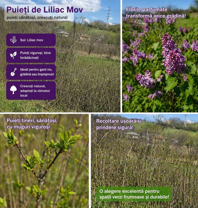 Puteți de liliac mov cu rădăcină