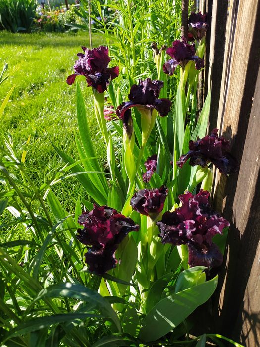 Карликовые ирисы