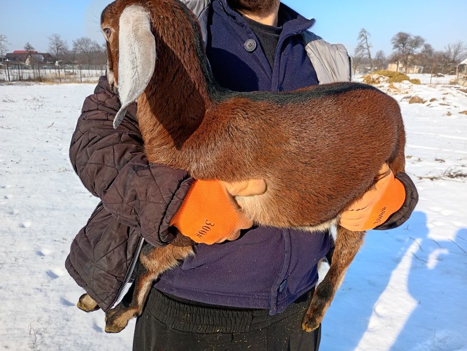 Mascul Anglonubian cu pedigree.