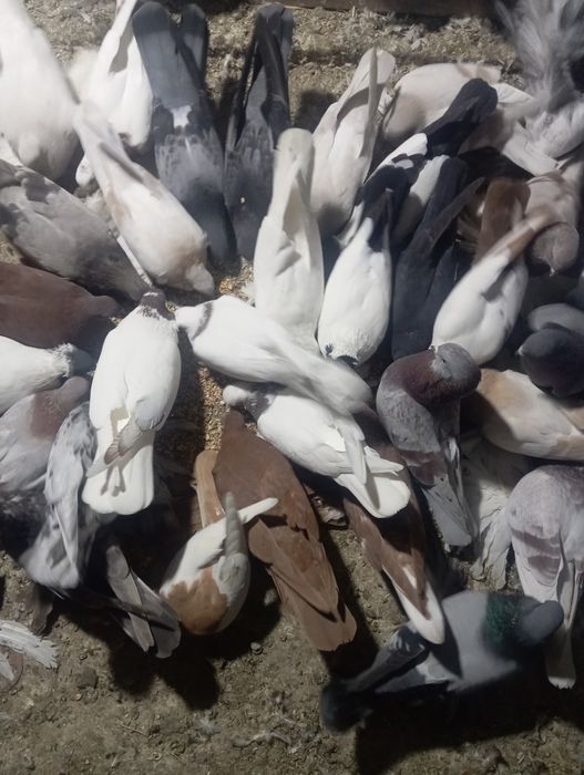 Продам голубей бакинцев