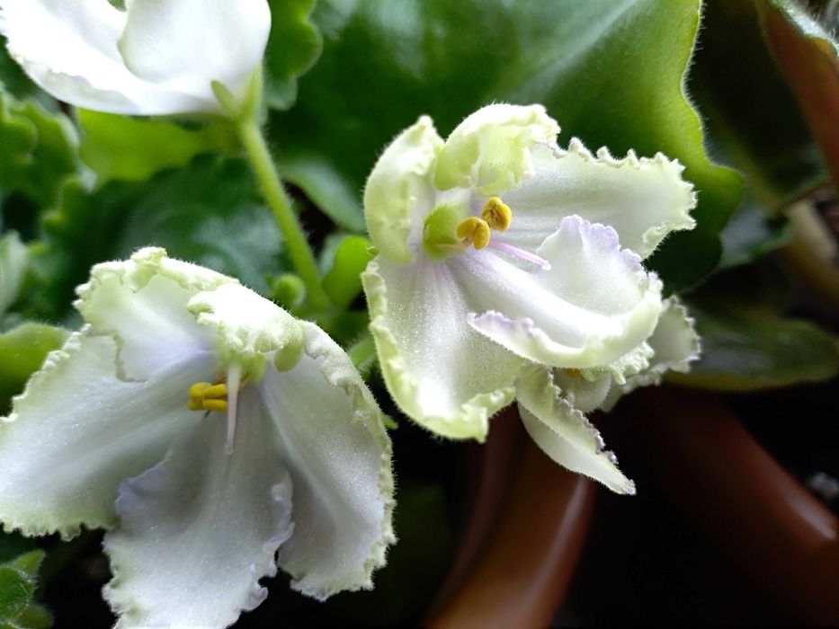 фиалки  стартеры, детки и листики