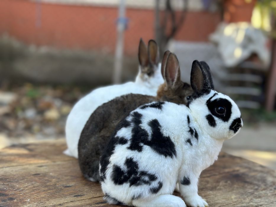 Masculi din rasa Rex Pitic!