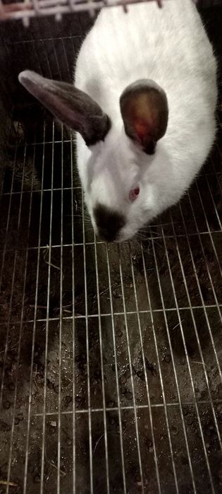 Куёнлар ва болалари сотилади