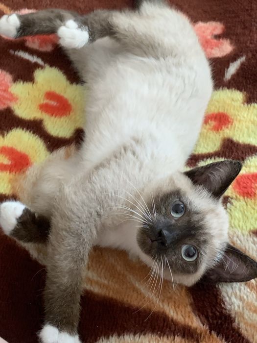 Сиамские котята в добрые руки