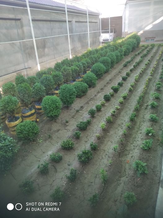 Шамшот кочатлари сотилади оптом ва донага