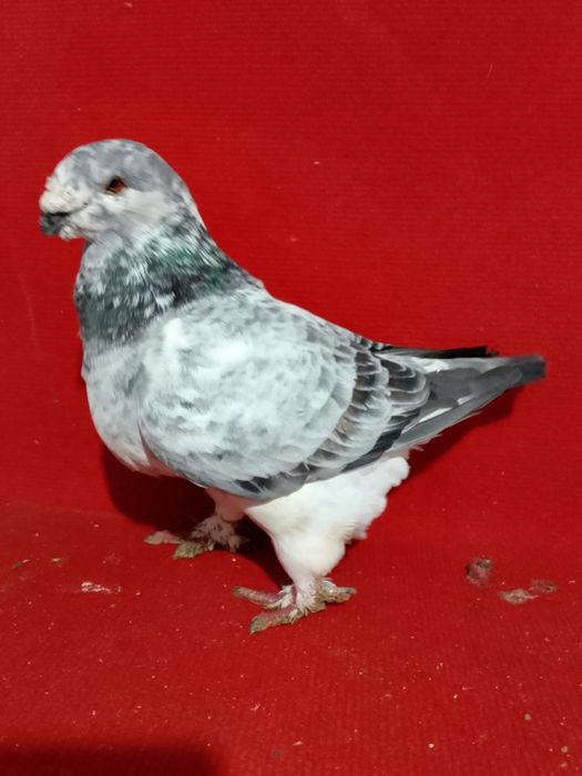 Porumbei AGH de vanzare