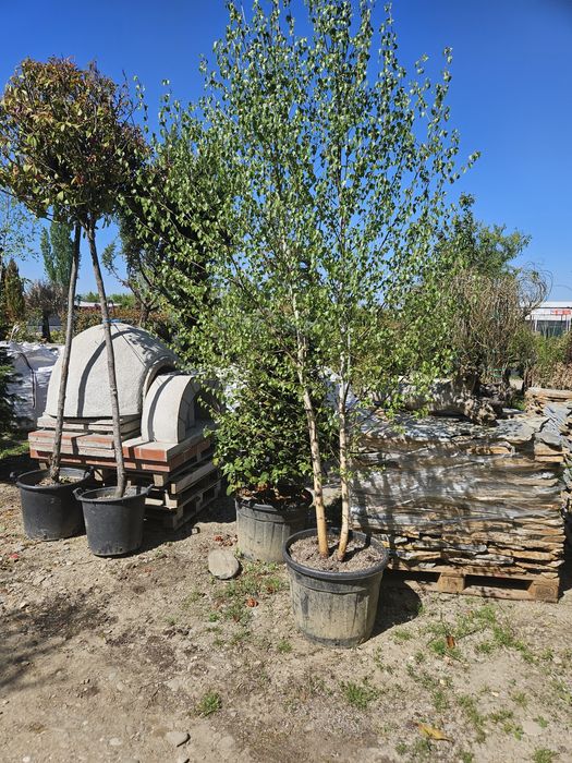 Mesteacan  betula pendula copaci