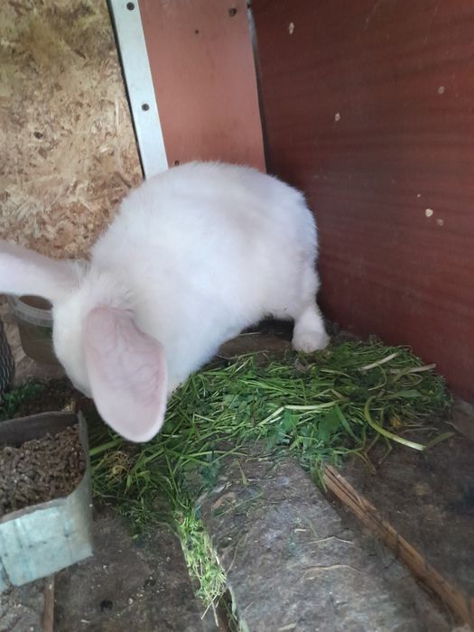 Кролики  крольчата