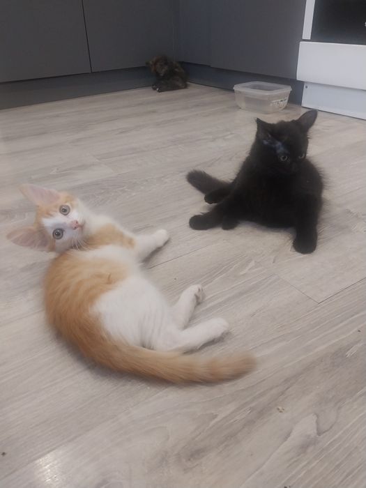 Котята-мышеловы даром